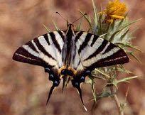 Papilio machaon και P.