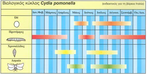 OLETHREUTIDAE Σημαντικότερα είδη: Carpocapsa (Cydia) pomonella: καρπόκαψα της μηλιάς