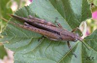 CAELIFERA ACRIDIDAE Δύο οικογένειες σημαντικές για τη γεωργία ACRIDIDAE CANTATOPIDAE