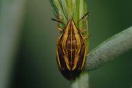 Hemiptera
