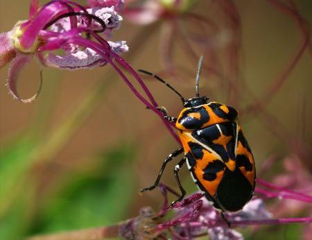 HETEROPTERA Ø Πρόσθιες πτέρυγες ημιέλυτρα Ø Όταν το έντομο είναι σε