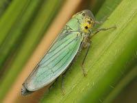 CICADELLIDAE Τζιτζικάκια (ιασσίδες) Μικρού