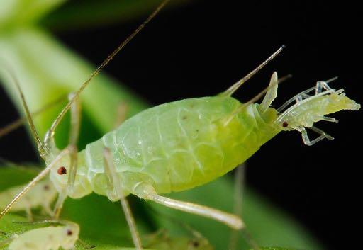 APHIDOIDEA Άλλοτε πολλαπλασιάζονται εγγενώς και άλλοτε