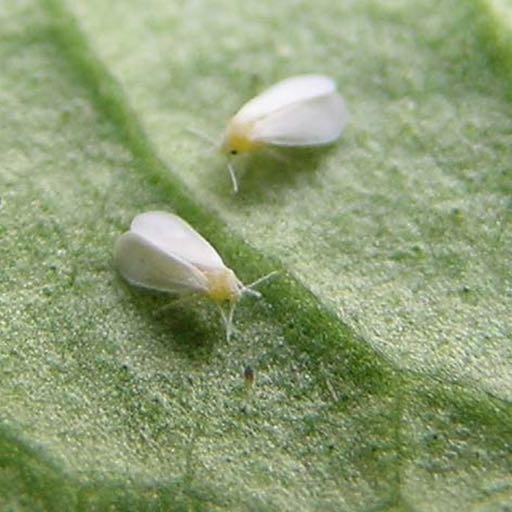 Οικ. Aleyrodidae