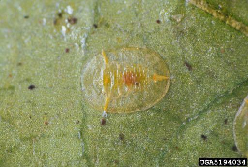 ALEYRODIDAE Νύμφες ακίνητες Πολύ