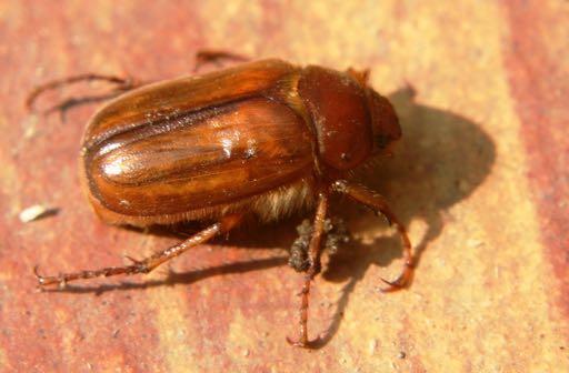 Τάξη Coleoptera Σκαθάρια Η πιο μεγάλη τάξη του ζωικού βασιλείου (<400.000 είδη) Από πολύ μικρό έως πολύ μεγάλο μέγεθος (0.