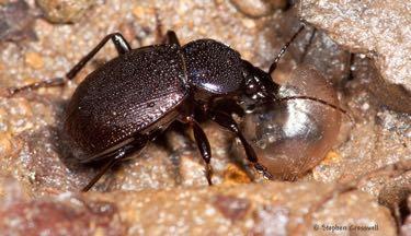 CARABIDAE Εδαφόβια,