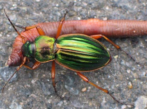 CARABIDAE Εδαφόβια,