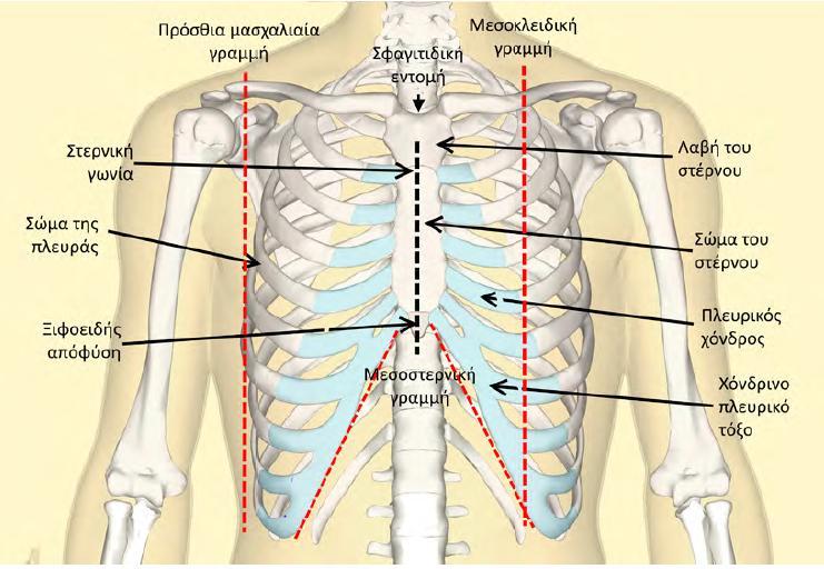 ΣΤΟΙΧΕΙΑ ΑΝΑΤΟΜΙΑΣ ΚΑΙ ΟΔΗΓΑ ΣΗΜΕΙΑ Η τραχεία χωρίζεται στους δυο κύριους βρόγχους στο ύψος της στερνικής (λουδοβίκειου) γωνίας ή γωνίας του Luis στην πρόσθια επιφάνεια του θώρακα, ακριβώς στο ίδιο