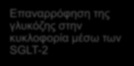 ένα φαύλο κύκλο γλυκοτοξικότητας στην εξέλιξη του