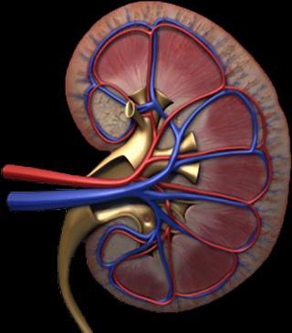 HYPERGLYCEMIA Bile