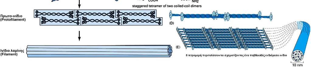 σχηματίζοντας μια δομή που ονομάζεται σπειρωμένο σπείραμα (coiled-coil) (Β).
