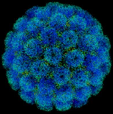 DNA ιός SV40 Ο DNA ιός Simian