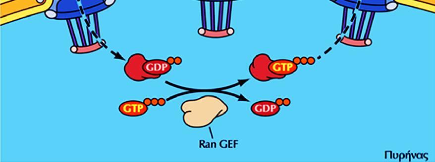 Τα ένζυμα που ενεργοποιούν την υδρόλυση της GTP προς GDP εντοπίζονται στην κυτταροπλασματική πλευρά του πυρηνικού φακέλου, ενώ τα ένζυμα που ενεργοποιούν την ανταλλαγή GDP με GTP εντοπίζονται στην