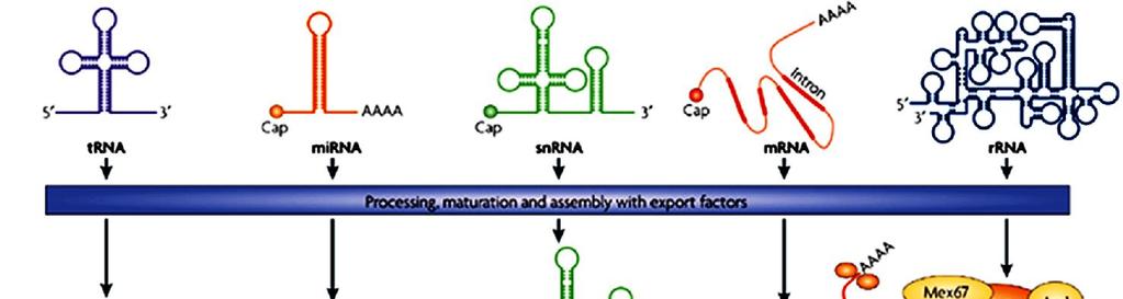 Μεταφορά των μορίων RNA Συγκρότηση σε RNPs Καρυοφερίνες Ran/GTP Μικρά RNAs όπως τα trnas και mirnas εξάγονται με σχετικά απλές πορείες, με τη δέσμευση τους σε υποδοχείς εξαγωγείς