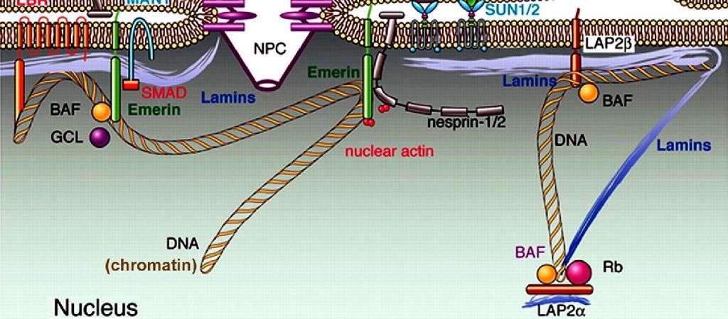 Οι λαμίνες αλληλεπιδρούν με συναφείς πρωτεΐνες (lamina-associated proteins (LBR,