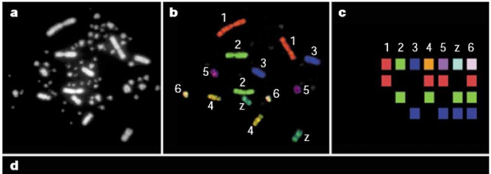 Τα χρωμοσώματα καταλαμβάνουν διακριτές περιοχές στον πυρήνα που ονομάζονται χρωμοσωμικές επικράτειες. Misteli, T. (2008) Chromosome territories: The arrangement of chromosomes in the nucleus.