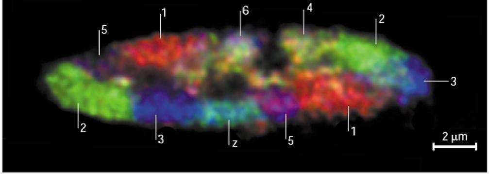 (b) Τα ίδια μεταφασικά χρωμοσώματα μετά από υβριδισμό ανιχνευτών που έχουν σημανθεί με μια φθορίζουσα χρωστική διαφορετικού χρώματος [Φθορίζων υβριδισμός πολλαπλών χρωμάτων in situ (mfish;