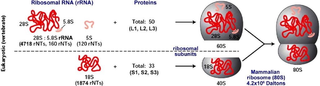 Ευκαρυωτικό ριβόσωμα και Γονίδια rrna "S" σημαίνει "Svedberg", μια μονάδα σχετικού ρυθμού καθίζησης σε διαβαθμισμένες στήλες CsCl.
