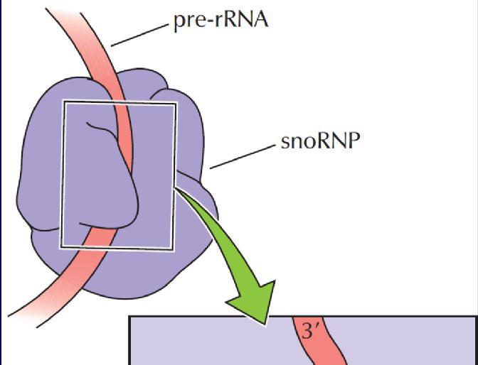 Τα περισσότερα snorna συμμετέχουν στη σύνθεση rrna ως RNA-οδηγοί που κατευθύνουν τις ειδικές τροποποιήσεις βάσεων του pre-rrna, όπως είναι η μεθυλίωση συγκεκριμένων καταλοίπων ριβόζης και ο