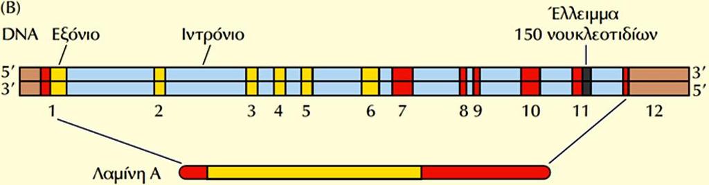(B) Διάγραμμα της δομής ιντρονίων-εξονίων του γονιδίου LMNA και της
