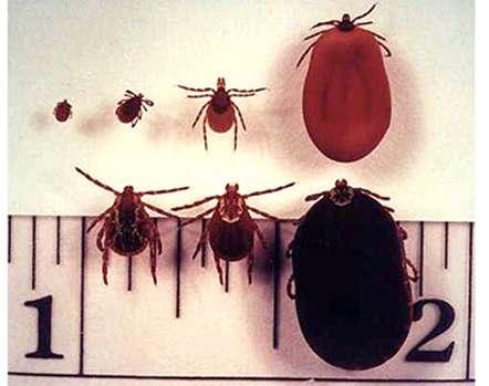 Ν.Lyme-ΧΠ XΠ μόνο σε όσους πληρούν ΟΛΑ τα παρακάτω Κρότωνας ενήλικας ή νύμφη Ixodes scapularis (HΠA) Υπολογίζεται να βρίσκεται προσκολλημένος 36 ώρες Η προφύλαξη πρέπει να δοθεί εντός 72 ωρών από την