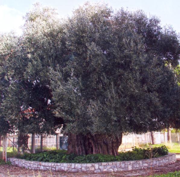 Το μητρικό δένδρο της «Καλαμών» Ηλικία: >1000 ετών,