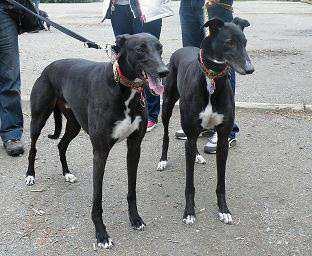 This year`s total was 2,638 Hounds walking, and