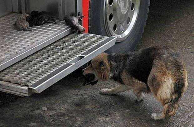 The Amazing Fire Rescue Dog This is a true story, and it has not been set up in any way.