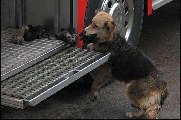 house. The mother dog, Amanda, raced back and forth from the house, putting her 10-day-old puppies in the safest place she could find, a Fire Truck locker.