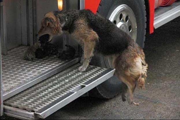 The Firefighters on the scene could not believe their eyes. Most people have never seen a dog this smart or brave!