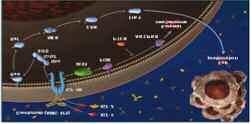 ) EGFR, VEGFR, PDGFR και/ή FGF Erlotinib (tarceva) είναι ένα μικρομόριο που λαμβάνεται από το στόμα και είναι ο αναστρέψιμος αναστολέας της κινάσης EGFR και δρα ανταγωνιζόμενο με το ATP στη πρόσδεση