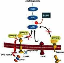 EGFR, VEGFR, PDGFR και/ή FGF Lapatinib ditosylate (Tykerb) είναι ένας αναστολέας του HER2 RTK.