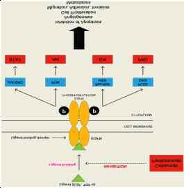 EGFR1 στοχευόμενη θεραπεία To EGFR1 ήταν το πρώτο στοιχείο της οικογένειας EGFR που αναγνωρίστηκε.