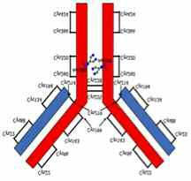 VEGFR-3 (FLT-1). VEGFR- 2.