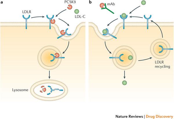 Μηχανισμός δράσης των αναστολέων της proprotein convertase