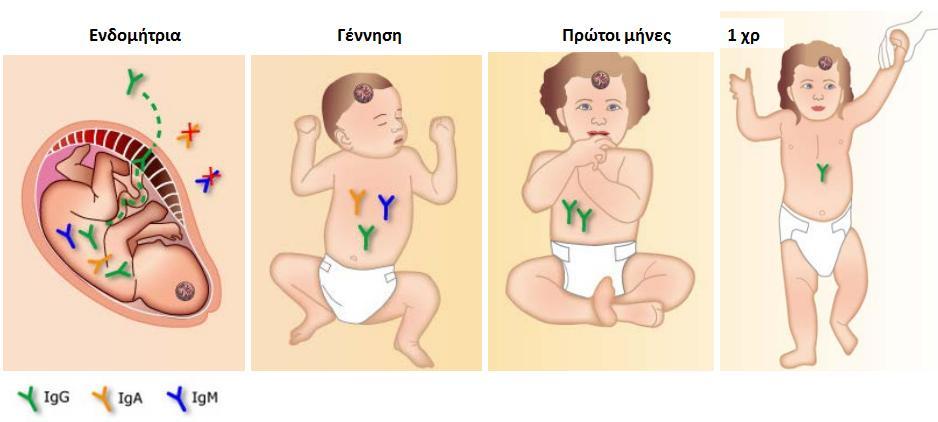 Β. Νεογνό μητέρας χωρίς έλεγχο στην εγκυμοσύνη Υποψία ΣΤ ή/και κλινικές εκδηλώσεις στη γέννηση Αν μητέρα χωρίς έλεγχο παράλληλη μέτρηση Abs μητρικών και νεογνού IgG,