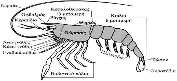 Μεγάλοι γιατροί τη αρχαιότητα, όπω ο Ιπποκράτη και ο Γαληνό έχουν καταγράψει τι θρεπτικέ και φαρµακευτικέ του ιδιότητε και προτείνουν την κατανάλωσή του αλλά και τη χρήση του στην παρασκευή φαρµάκων