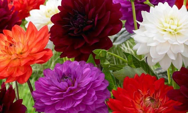 Βολβοί Λουλουδιών σε Φάκελα Flower bulbs - Small Packs ΣΗΜΕΙΩΣΗ: ΓΙΓΑΣ ΠΟΛΥ ΜΕΓΑΛΟ ΑΝΘΟΣ ΝΑΝΕΣ XAMHΛΟ ΥΨΟΣ 30-50 cm Φ1 Φ2 Φ3 ΝΤΑΛΙΕΣ Φ4 Φ5 Φ6 Φ7 ΑKITA ZORRO ΑRABIAN NIGHT