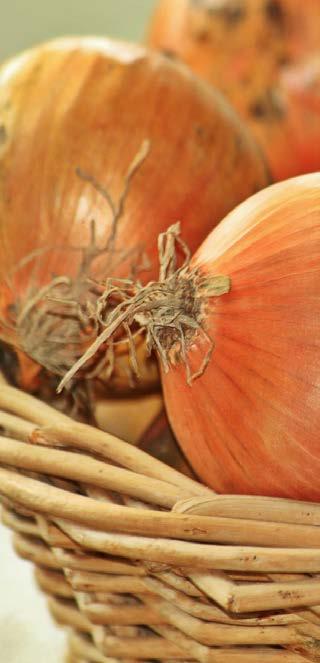 Kρεμμύδι - Σκόρδο Onion Bulbs - Garlic Bulbs STURON ΜΑΚΡΥ Μεσοόψιμη ποικιλία. Χρώμα φύλλων πράσινο με καλό γέμισμα βλαστών. Συμμετρικός σφιχτός μακρύς βολβός, χρώματος καφέ - κίτρινο (ώχρα).