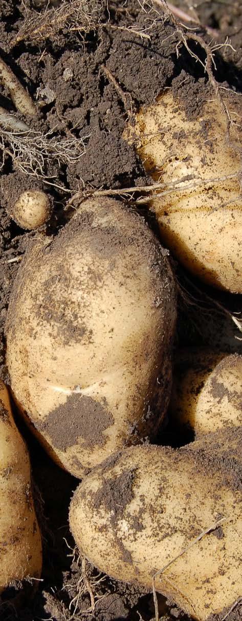 Πατάτα Potatoe Seeds SPUNTA Ωρίμανση: Μεσοπρώιμη (110-120 ημερών) Βλάστηση: Πολύ εύρωστη Σχήμα