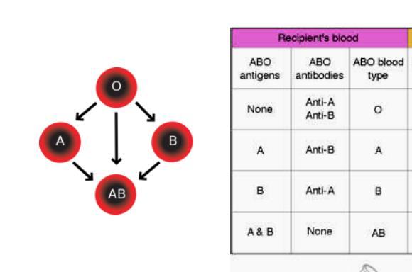 Ομάδες αίματος 26 Μεταγγιση μη συμβατού αίματος αντισώματα δεκτη αντιδρούν με
