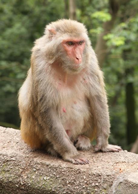 παρουσία αντιγόνου D Rhesus (-) απουσία αντιγόνου D