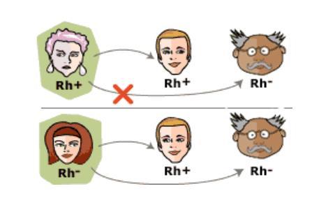 Παραγοντας rhesus 32 85% Rhesus (+) 15% Rhesus (-) ΑντιD