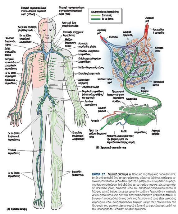 ΛΕΜΦΟΣ Η λεμφος περιέχει υγρο που εχει διέλθει από το τοιχωμα των
