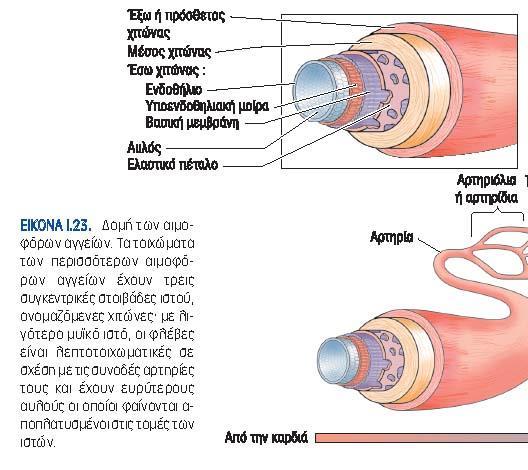 ΑΡΤΗΡΙΕΣ ΚΑΙ ΑΡΤΗΡΙΔΙΑ Δομη τοιχωματων