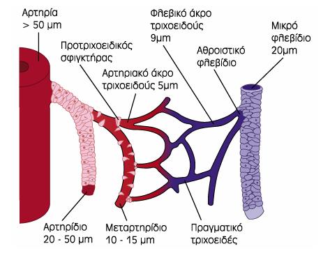 ΤΡΙΧΟΕΙΔΗ Τα αρτηρίδια χωρίζονται σε