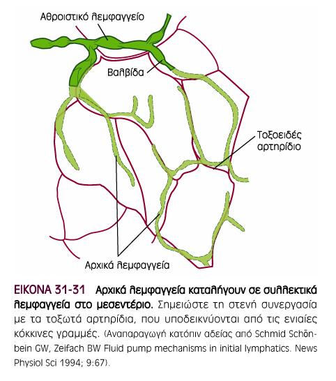 ΛΕΜΦΙΚΗ ΚΥΚΛΟΦΟΡΙΑ 79 Το υγρο εκροής στους ιστούς φυσιολογικά υπερβαίνει τη εισροή διά των τριχοειδικών