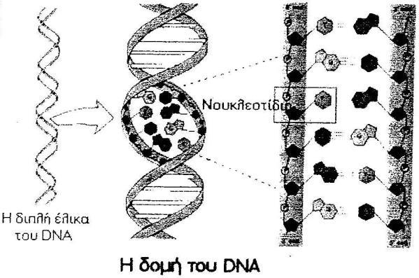 Ε.Κ.Φ.Ε. ΑΙΓΑΛΕΩ 2 ος Πειραματικός Μαθητικός Διαγωνισμός Φυσικών Επιστημών για την Γ τάξη Γυμνασίων Βιολογία Ονοματεπώνυμα μελών ομάδας 1) 2) 3) Σχολείο: Ημερο μηνία: Τετάρτη 16/5/2018 1.