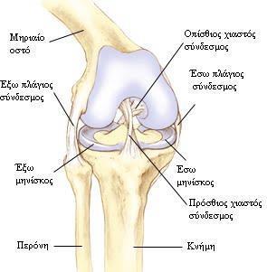 γόνατος. (Γαβριηλίδης, 2008).